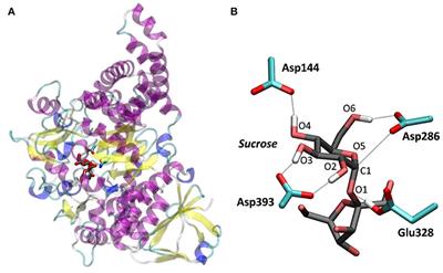 Conformational Itinerary of Sucrose During Hydrolysis by Retaining Amylosucrase